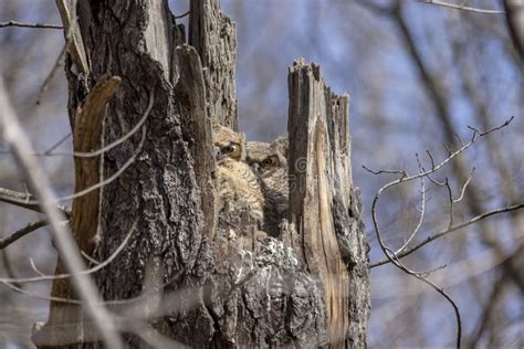 Great Horned Owl The Young Owlets On The Nest Stock Photo Image Of