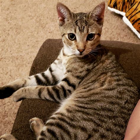 He has been clocked at 30 miles per hour and is possessed of what seem to be springs for legs, which catapult him to high places. Bengal, Ocicat, Egyptian Mau Or Just A Tabby? | TheCatSite