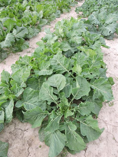 Brickhouse Old Collard - 33 | The Heirloom Collards Project