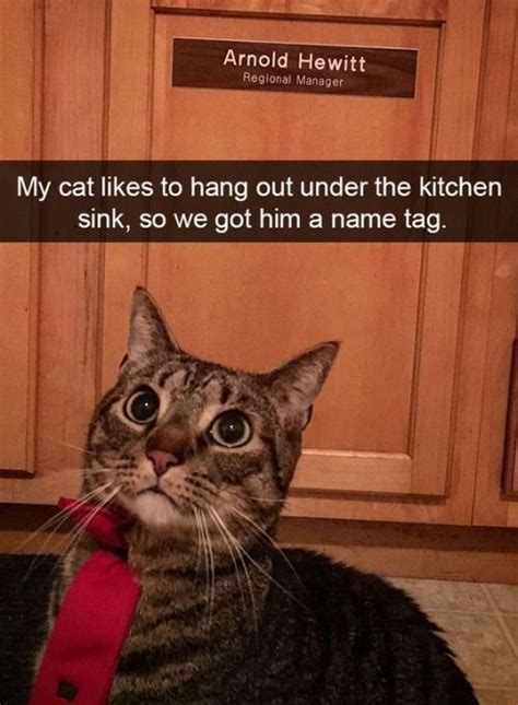 30 Cats On Snapchat Funny Cat Pictures Cute Funny