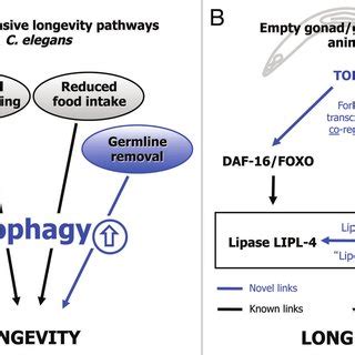 We did not find results for: (PDF) Autophagy links lipid metabolism to longevity in C ...