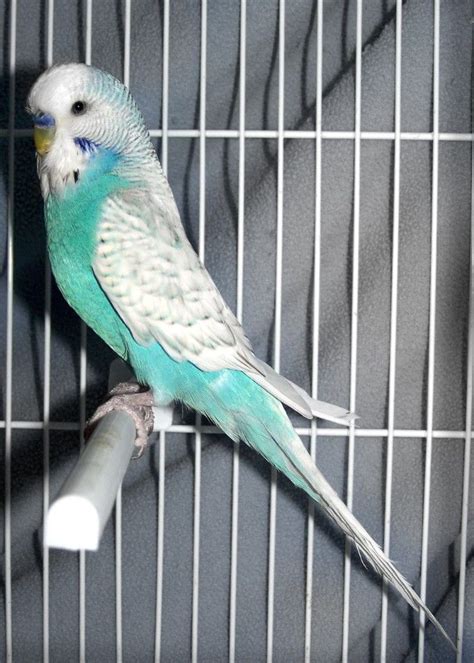 Spangle Sky Blue Male Pretty Birds Cute Birds Beautiful Birds