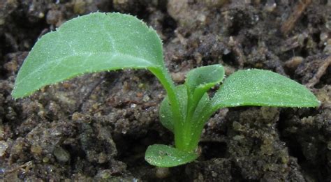 Photo Of The Seedling Or Young Plant Of Peach Leaved Bellflower