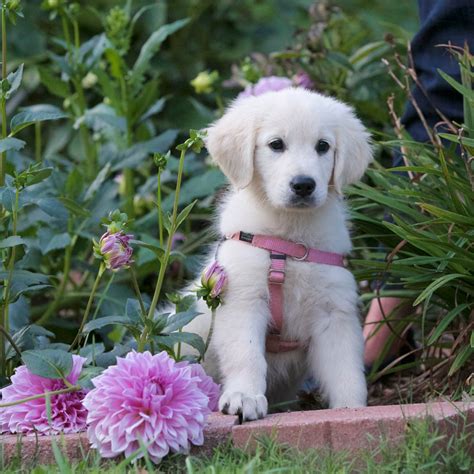 Treats for my golden retriever puppy here at north star we highly encourage giving treats and praise for positive reinforcement when your golden retriever. English Cream Golden Retriever Puppies NC | Virginia