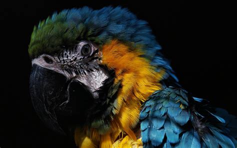 Download Animal Blue And Yellow Macaw Blue And Yellow Macaw Hd Wallpaper