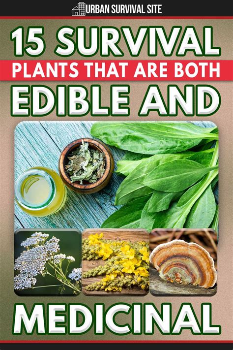 15 survival plants that are both edible and medicinal medicinal wild plants medicinal herbs