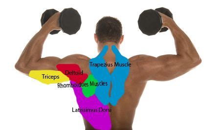 Their main purpose is to help us to move our body parts. The names of the muscles in the back and front of the ...