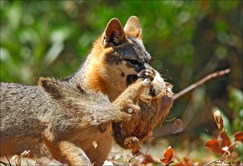 Gray Fox With Prey Flickr Photo Sharing