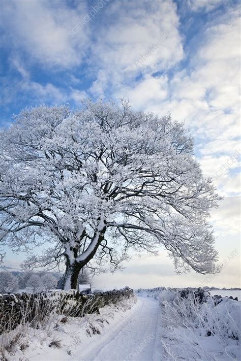 Tree Covered In Hoar Frost Stock Image C0215814 Science Photo