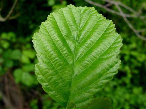 Propiedades Medicinales Aliso Hierbas Y Plantas Medicinales