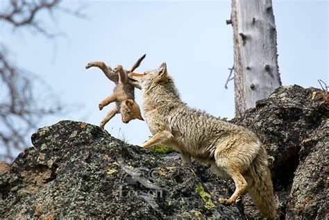 Coyote Canis Latrans Mother And Pup Tom And Pat Leeson
