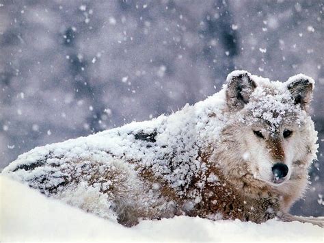 Wolf Pictures Snow Covered Wolf