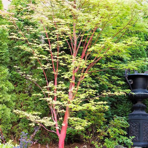 Coral Bark Japanese Maple | Coral bark japanese maple, Japanese maple tree landscape, Japanese ...
