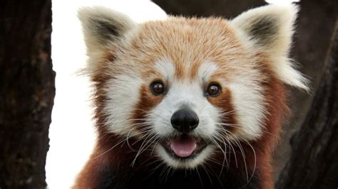 Cute Red Pandaaudocfh Red Panda Animal