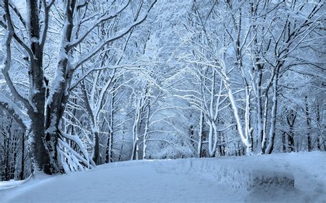 Nature Landscapes Trees Forest Winter Snow Seasons White Bright