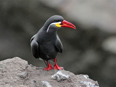 Inca Tern Ebird