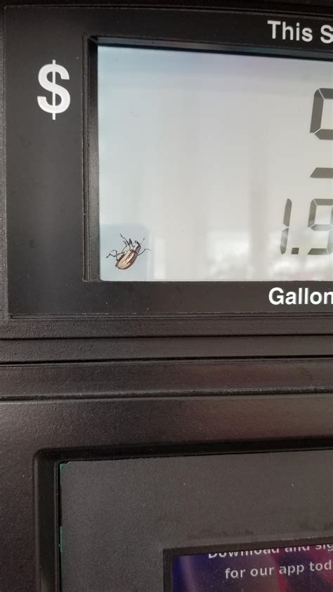 So the hp repair center will not repair devices with bugs and will return the device to the customer right away. This bug stuck inside the screen at the gas pump ...