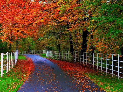 Forests Parks Trees Leaves Roads Fences Natural Beauty Of