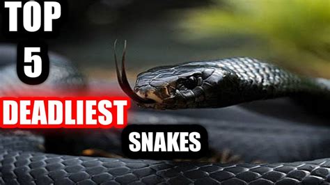 Top 5 Deadliest Snake In The World Youtube