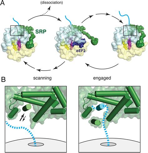 Structures Of The Scanning And Engaged States Of The Mammalian Srp