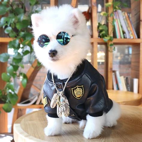 Cool Sunglasses For Dogs Small Sized Dogs Small Dogs Little Dogs