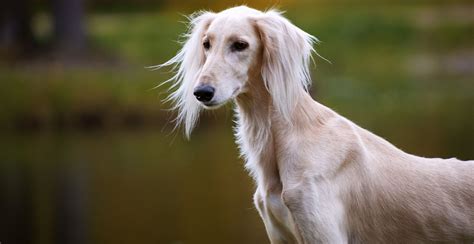 Saluki Dog Breed Information The Ultimate Guide Breed Advisor