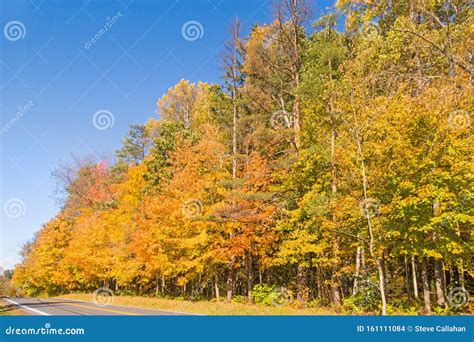 Autumn Colored Deciduous Trees Roadside Stock Photo Image Of Blue