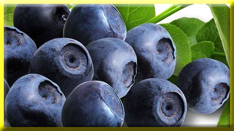Oleh karenanya akan sangat tepat sekali jika kita belajar kosakata ini dan langsung. Nih Nama Buah-Buahan Dalam Bahasa Arab - Bermanfaat Buah