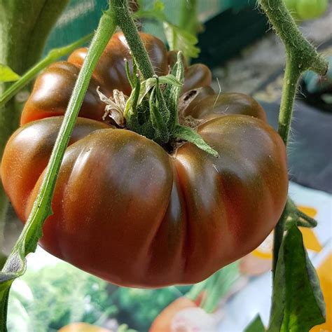 100 Organic Black Russian Heirloom Tomato Seeds Old Tomato Etsy