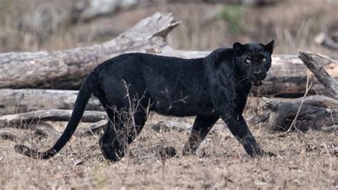 Kenyacamera Spots Rare Black Panther Geeska Afrika Online
