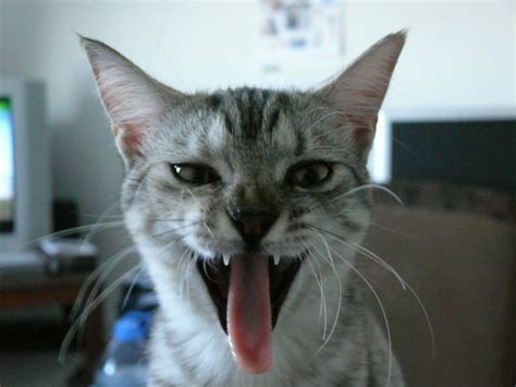 Cat Got Your Tongue: The Literal, Disturbing Origins Of ...