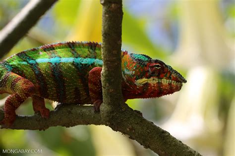 Chameleons Of Madagascar Migrated From Africa Environmental News For Kids