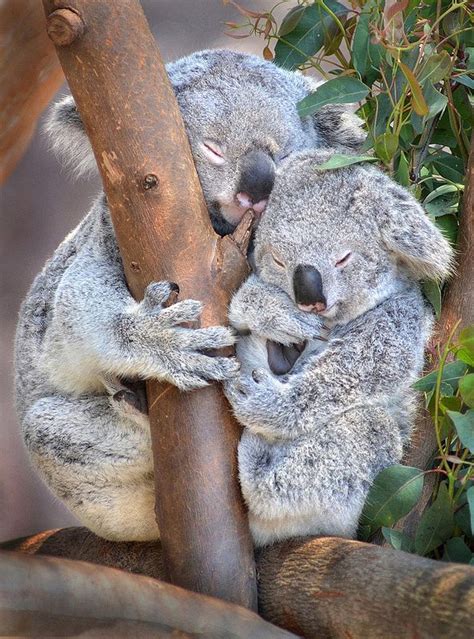 Sleeping Beauties Cute Animals Cute Baby Animals Koala