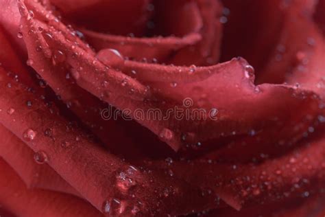 Red Rose Flower Covered With Water Droplets Stock Photo Image Of