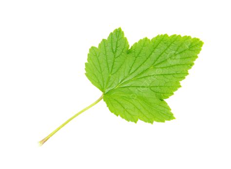 Leaf White Leaves Shape Single Macro Plant Png Transparent Image And
