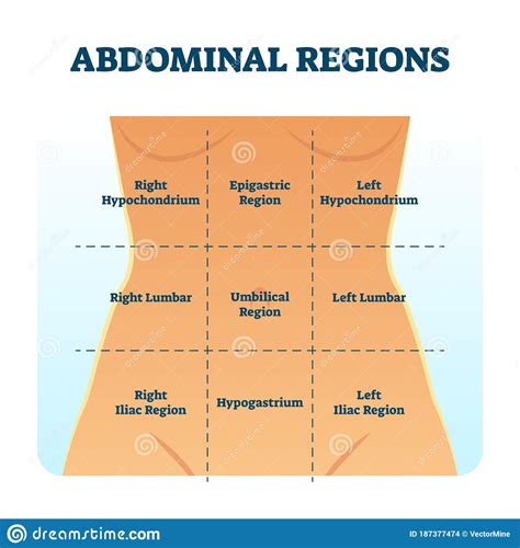 List 90 Images The Central Point That Is Used When The Abdomen Is