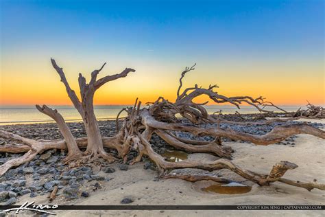 The Trees At Driftwood Beach Are Living Testaments To Its Enduring