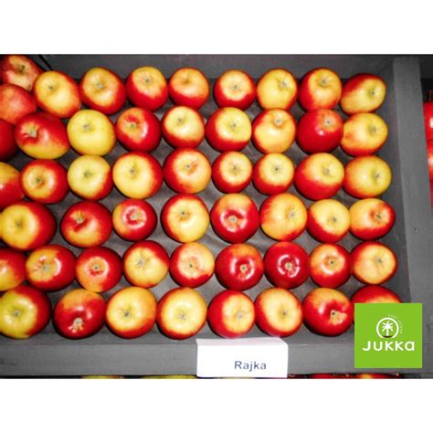 4,990 likes · 2 talking about this · 80 were here. Jabloň Rajka - kontejner | Jukka.cz