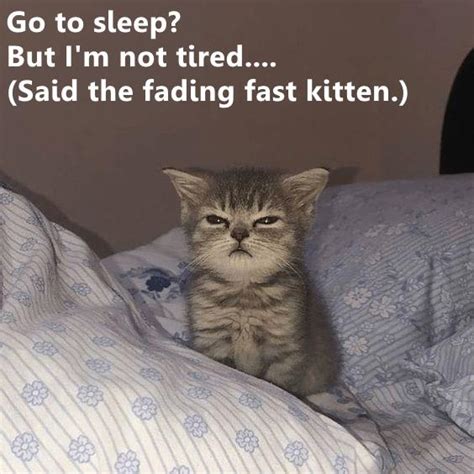 But Im Not Tired Lolcats Lol Cat Memes Funny Cats Funny