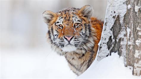 How Likely Are You To Encounter A Tiger In Russia Russia Beyond