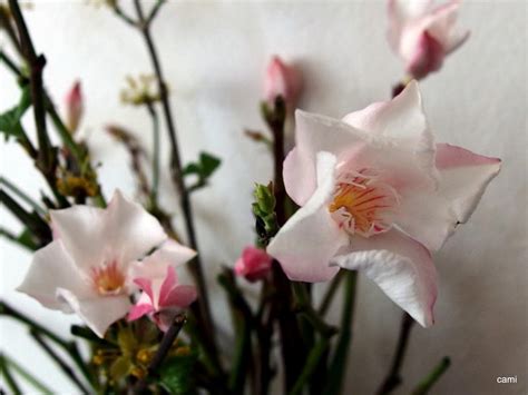 Hab meinen großen oleander im letzten herbst zurückgeschnitten. Oleander erfroren? - Garten: Gartenforum.de