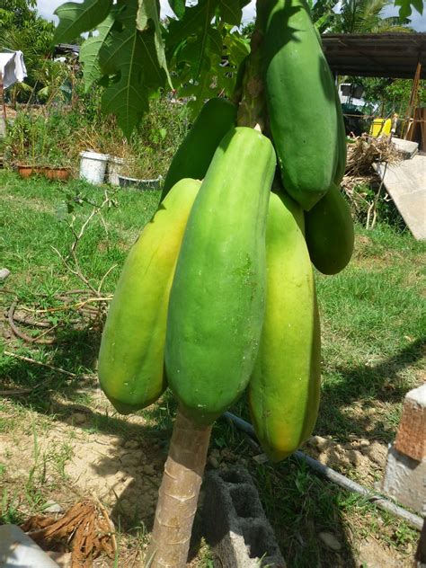 Tanaman bunga merupakan salah satu makhluk hidup yang memiliki rupa yang cantik, dan sebagian. Disini dalam lingkaran ini: Kasihan betik elbino.