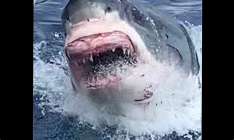 Dentally Challenged Great White Shark Greets Cage Divers
