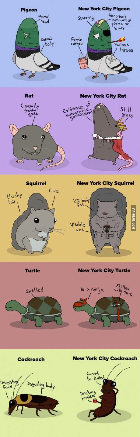The Difference Between New York City Animals And Animals Everywhere