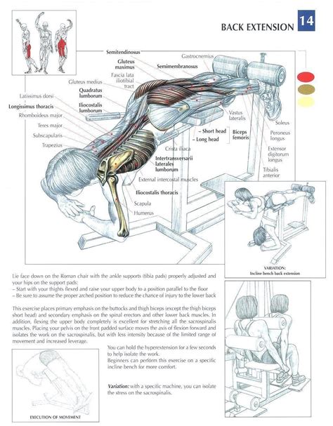 Back Extensions ♦ Health Fitness Exercises Diagrams Body Muscles