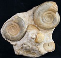 Large Ammonite Plate Three Species - France For Sale (#10020 ...