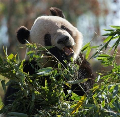 Tiere Melania Trump Besucht Panda Bären Im Zoo Von Peking Welt