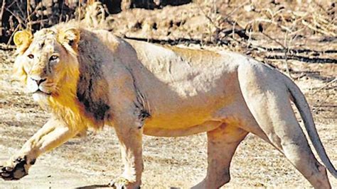 Three Lions Run Over By Goods Train In Gujarats Gir Latest News India Hindustan Times