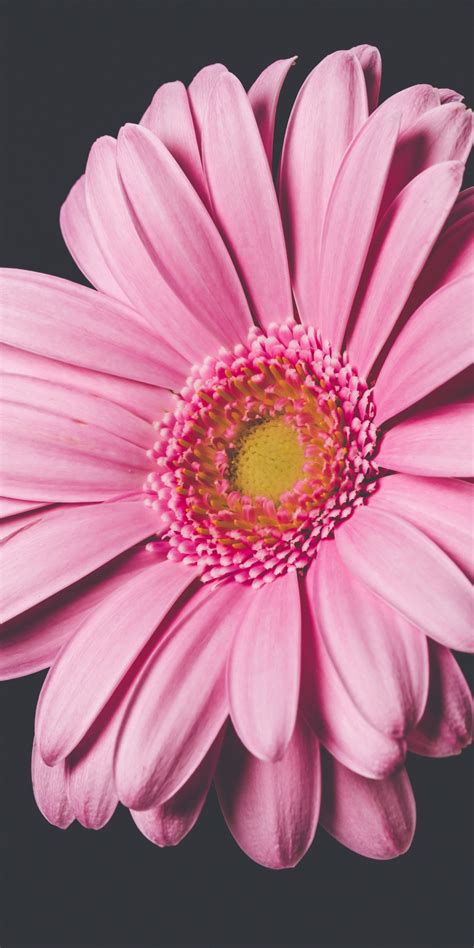 Download Wallpaper 1080x2160 Pink Gerbera Flower Bloom Close Up