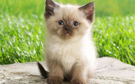 1000 Images About Kittens On Pinterest Persian Cute Cats And Cute Kitty